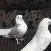 کبوتر پرشی تهرانی کله توپی|پرنده|هامون, |دیوار