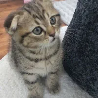 ۲تا بچه گربه دو ماهه اسکاتیش انفولدچشم سبز|گربه|قدس, شهر‌قدس|دیوار