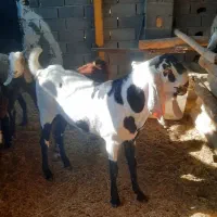 بزکامورایی