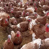 بوقلمون محلی بوربون نر