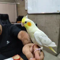 مفقود شدن عروس هلندی