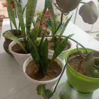 قلمه پتوس|گل و گیاه طبیعی|کرمان, |دیوار