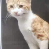 واگذاری رایگان