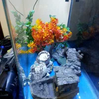 آکواریوم aqua رومیزی|ماهی|تهران, تهرانپارس شرقی|دیوار