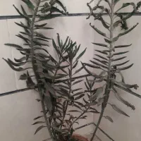 گل طبیعی با رشد  عا  لی|گل و گیاه طبیعی|الوند, |دیوار