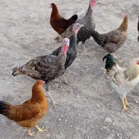 مرغ وخروس و بوقلمون|حیوانات مزرعه|گلی داغ, |دیوار