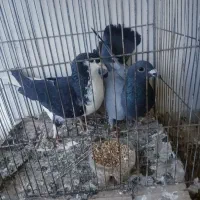 یک جفت کفتر پریشی به شرط از شهرستانم اوردم