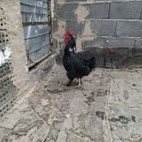 خروس سیاه مشکی