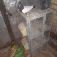 جفتگاه کفتر ۳طبقه