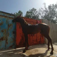 فروش اسب نریون