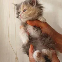 بچه گربه های دو ماهه بریتیش مو بلند