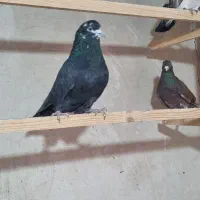 کفتر