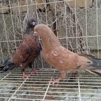جفت کله ای طوقی وماده سیاه|پرنده|اهواز, آریاشهر|دیوار