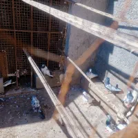 فروش فوری تعداد کفتر پرشی|پرنده|شمیل, |دیوار