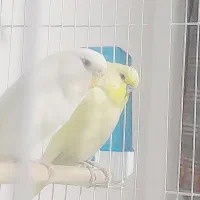 مرغ عشق انگلیسی