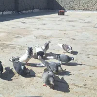 کبوتر کفتر|پرنده|پیر بکران, |دیوار