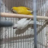 راهب مولد بالغ و جوانه