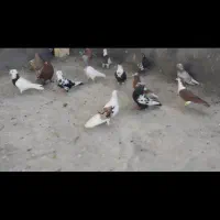 15عدد کبوتر رنگی