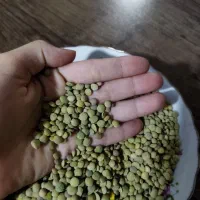عدس بوجاری شده تر تمیز ارگانیک