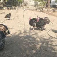 بوقلمون آماده تخم گذاری|حیوانات مزرعه|بیرجند, |دیوار