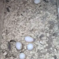 عروس هلندی|پرنده|چرداول, |دیوار