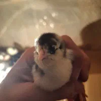 جوجه گلین لری پنگوئنی|حیوانات مزرعه|ساری, |دیوار