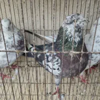 تعدادی کفتر پرشی