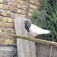 کبوتر خارجی تازه غریب گرفتم. نر هست