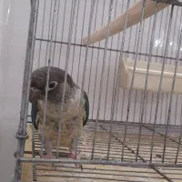 گیرنچک تراکوییس