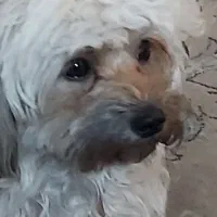 سگ گمشده|حیوانات|ورامین, ورامین|دیوار