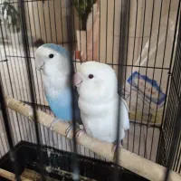 طوطی برزیلی مولد یک ساله