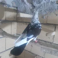 کفتر قوشی غریب گیر امروز صبح