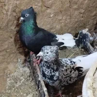 دم سفید یک پونصد