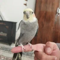 عروس هلندی نر و ماده (نر سخنگو)|پرنده|مشهد, ویلاشهر|دیوار