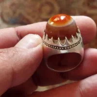 باباقوری بقرانی منظم آفریقایی درشت