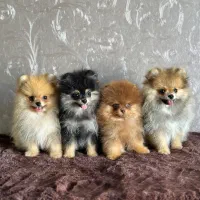 توله سگ پامرانین + پامر عروسکی (کیفیت تضمینی)