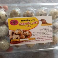 بلدرچین ۱۵ عددی اقتصادی