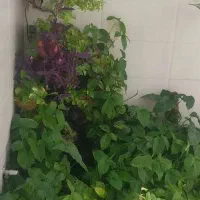 گل طبیعی، گلخونه|گل و گیاه طبیعی|مشهد, کوه سنگی|دیوار