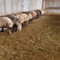 کارگر جوان برای دامداری|استخدام صنعتی، فنی، مهندسی|بستان آباد, |دیوار