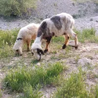 میش بره دار