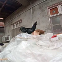 مرغ و خروس ارکانا و ایام سمانی.بوقلمون|حیوانات مزرعه|آمل, |دیوار