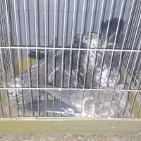 ۶ عدد قاره  با اصل و نصب