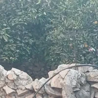 مرغ شاخدار|حیوانات مزرعه|کازرون, |دیوار