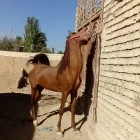 اسب نریان بته مال