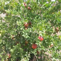 معاوضه مزرعه هفت هکتاری با واحد مسکونی|فروش دفتر صنعتی، کشاورزی، تجاری|فیروزکوه, |دیوار