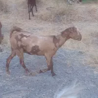کهره و بز رودان