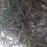 بتری|عمده‌فروشی|زابل, |دیوار