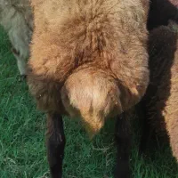 گوسفند بره نر و ماده 20 الی 40 کیلو پرواری افشار|حیوانات مزرعه|قائمشهر, |دیوار