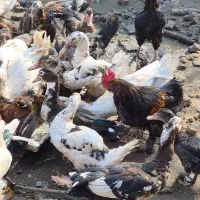 مرغ و خروس|حیوانات مزرعه|رشت, کوی قدس|دیوار