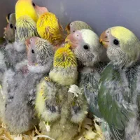 طوطی برزیلی سرلاکی در انواع رنگ پرنده سرای توئیتی